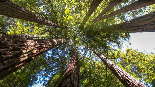 How Our Tree Care Process Works  in  Renville, MN